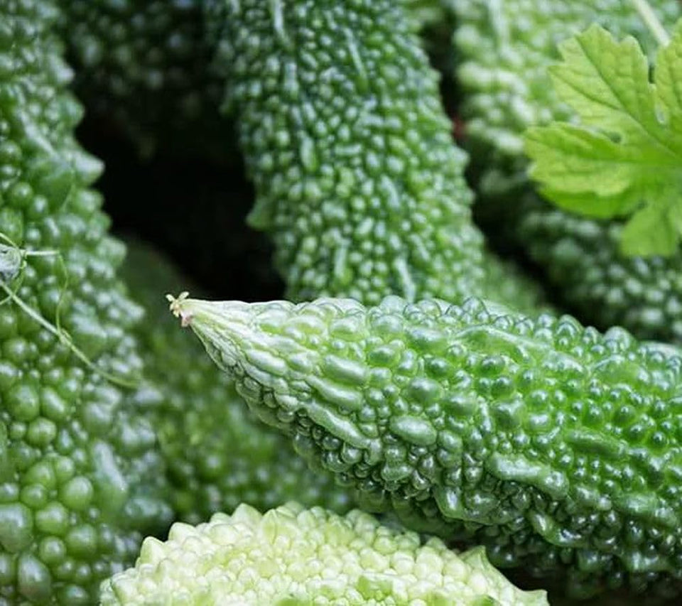 Seeds Of Strength 15 Bitter Melon Seeds – unique flavor ready to cultivate for bold dishes.