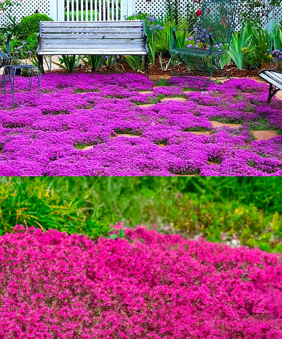 Seeds Of Strength 1500 Pink Mix Creeping Thyme seeds in packaging for ground cover