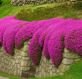 Seeds Of Strength 1500-plus creeping thyme seeds form a purple-pink ground cover