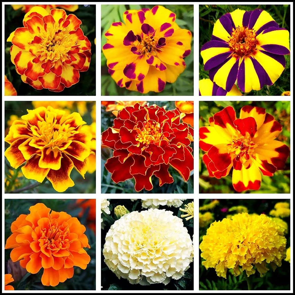 Seeds Of Strength 200-pcs mixed marigold seeds ready to sprout for bonsai displays