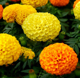 Seeds Of Strength marigold seeds add color to home decor planters