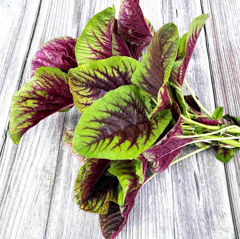 Seeds Of Strength heat-tolerant amaranth thriving in sunny garden setup.
