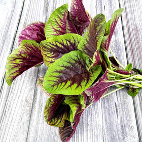Seeds Of Strength heat-tolerant amaranth thriving in sunny garden setup.