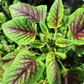 Seeds Of Strength amaranth plant growth image showing quick germination.