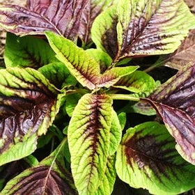 Seeds Of Strength amaranth leaves with red veins close-up for vibrant salads.