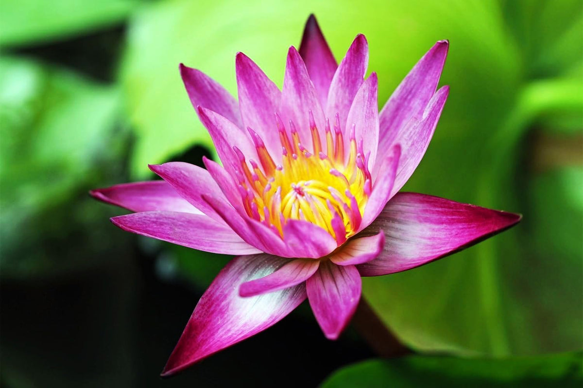 Seeds Of Strength aquatic plants for bowls and containers ready for easy setup.
