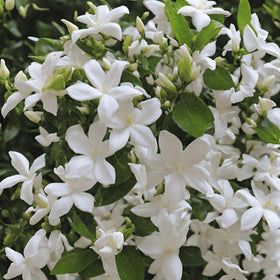 Seeds Of Strength scented jasmine bloom close-up showcasing fragrant petals.