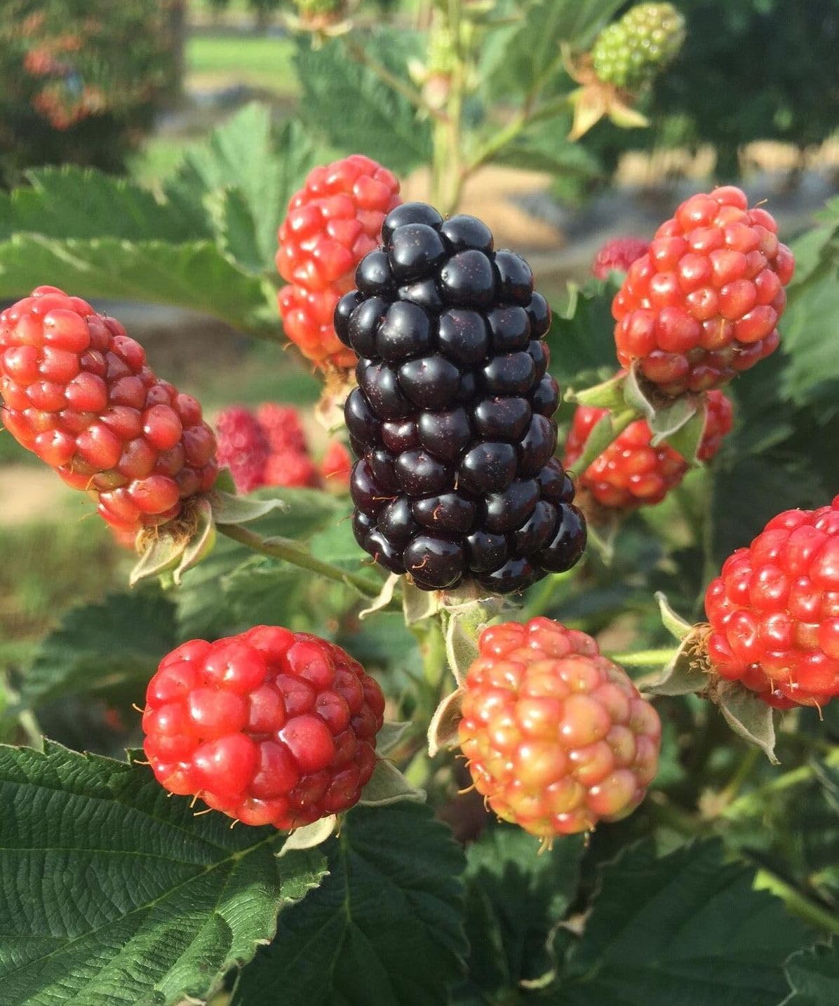 Seeds Of Strength blackberry seeds bush appearance in garden-ready for fruiting.