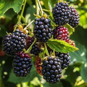 Seeds Of Strength blackberry seeds germination tips illustration helps improve germination.