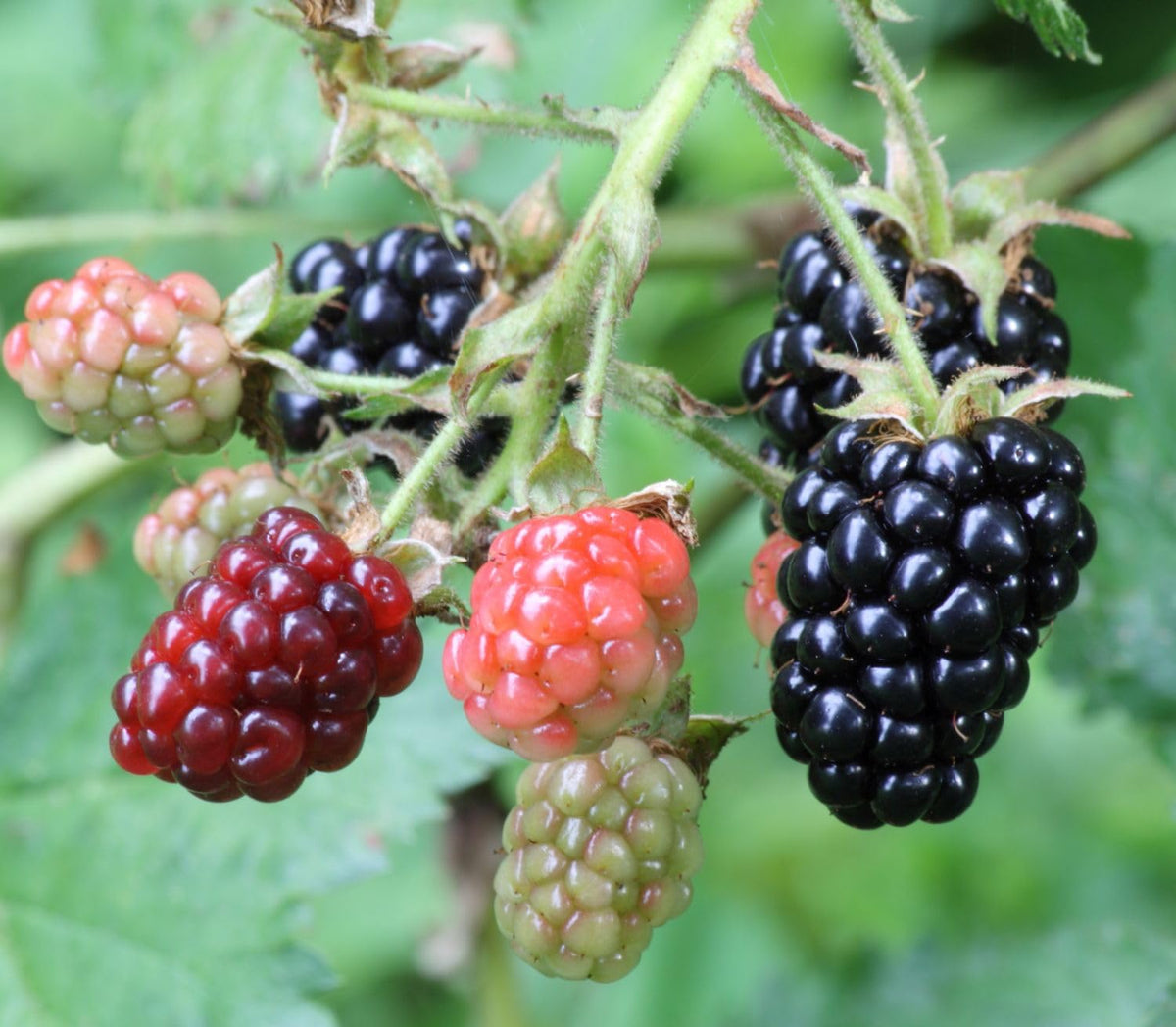 Seeds Of Strength blackberry seeds harvest-fruits moment with ripe berries in summer.