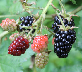 Seeds Of Strength blackberry seeds harvest-fruits moment with ripe berries in summer.
