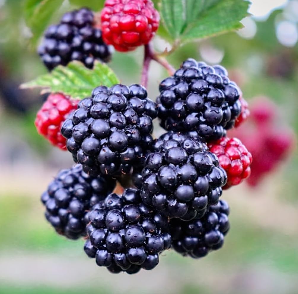 Seeds Of Strength blackberry seeds indoors-planting scene for early growth indoors.