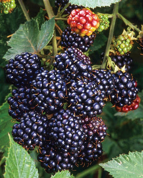 Seeds Of Strength blackberry seeds soil-prep guide highlights well-draining, slightly acidic soil.