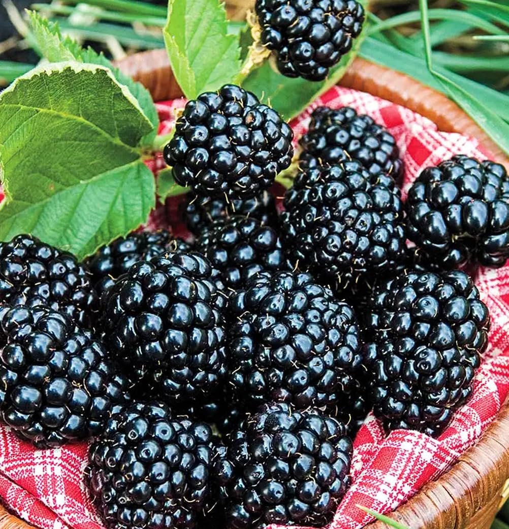 Seeds Of Strength blackberry seeds trellis-support demonstrates training canes for clean fruit.