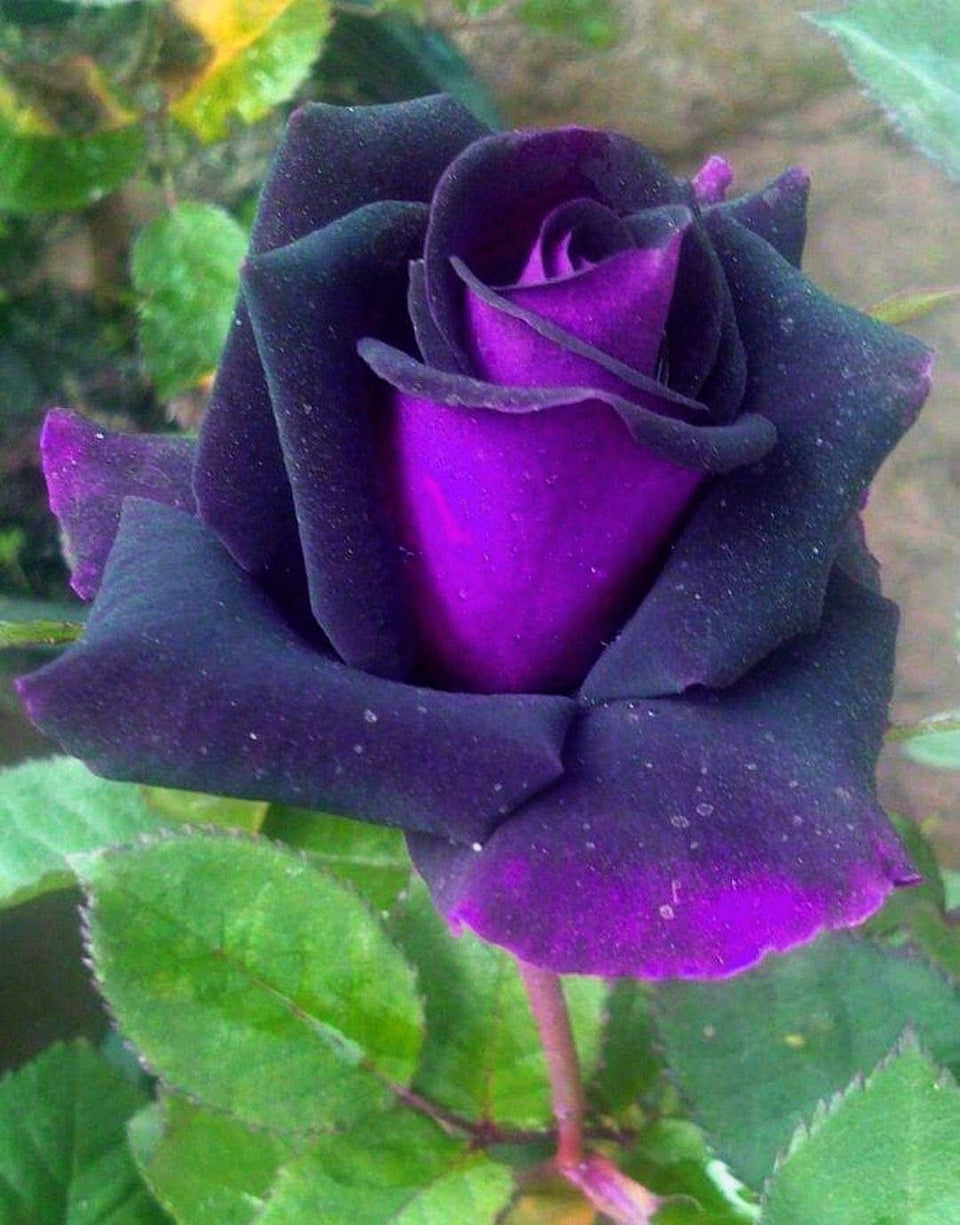 Seeds Of Strength Bonsai Germany Rare Purple Rose seeds for easy planting and vibrant color