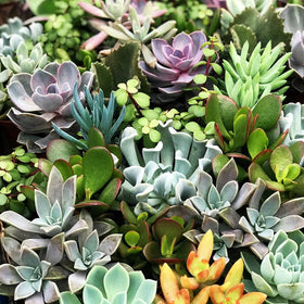 Seeds Of Strength bonsai collection seeds enabling creative miniature landscapes.