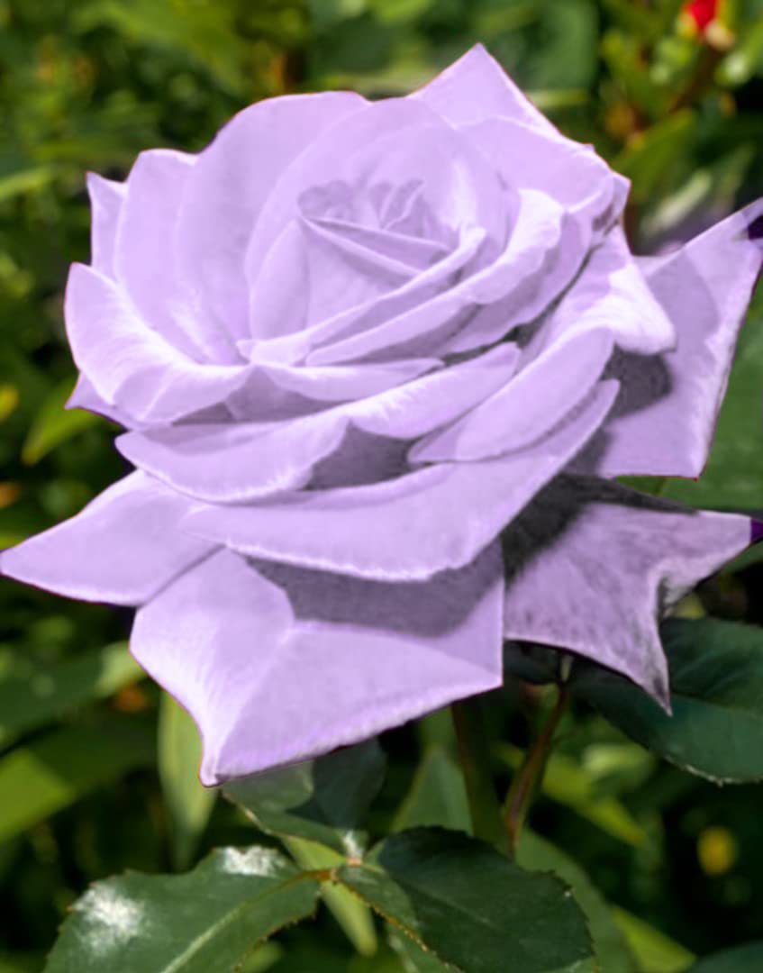 Seeds Of Strength Bonsai Roses Purple Dragon flower buds ready for display
