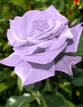 Seeds Of Strength Bonsai Roses Purple Dragon flower buds ready for display