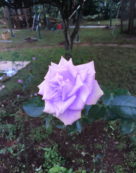 Seeds Of Strength Bonsai Roses Purple Dragon seeds in planting soil for careful growth