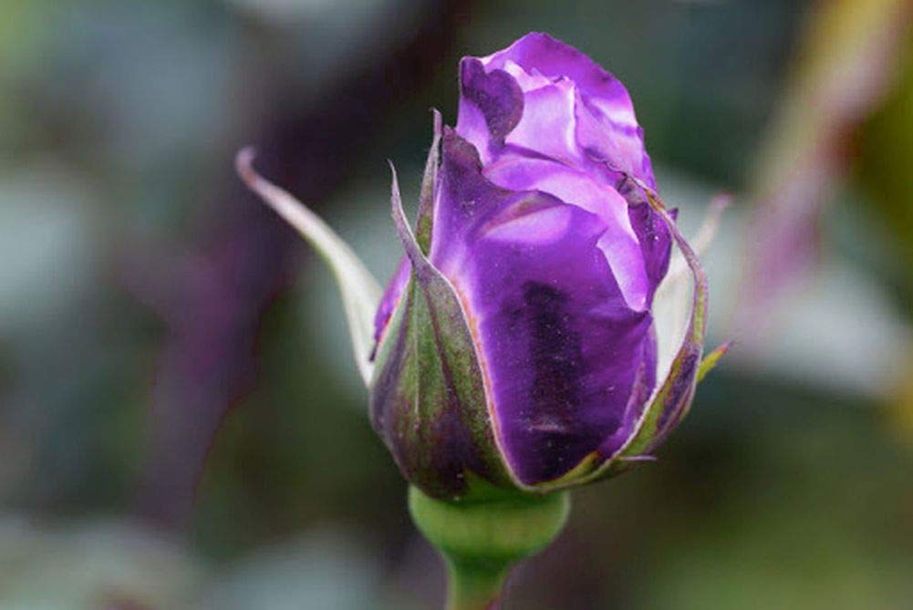 Seeds Of Strength Bonsai Roses Purple Dragon seedling tray setup for easy germination