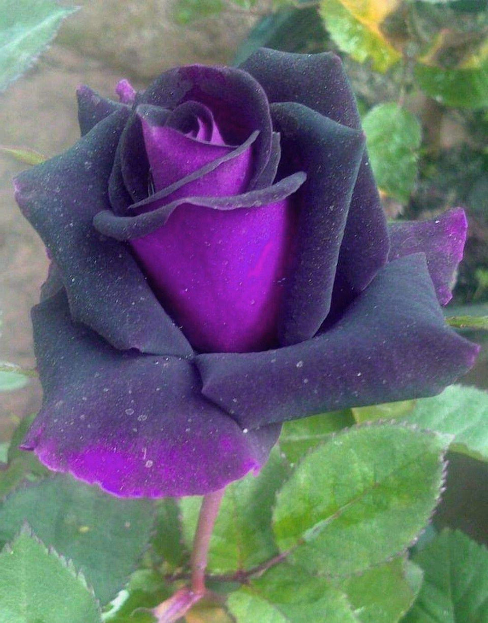 Seeds Of Strength Bonsai Roses Purple Dragon seeds pack for home germination and growth