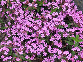 Seeds Of Strength border-friendly soapwort adds texture to beds and borders.
