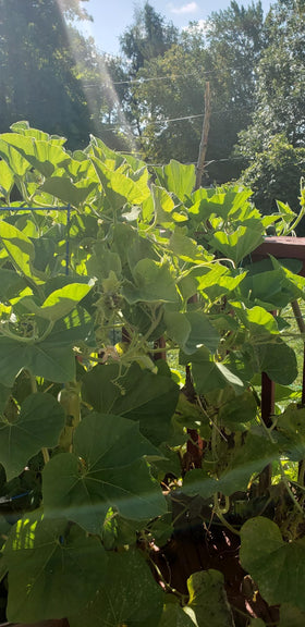 Seeds Of Strength bottle gourd fruit close-up shows lush, uniform harvest-ready fruit