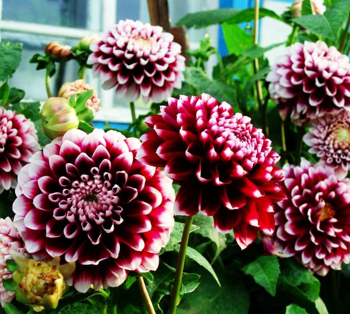Seeds Of Strength bouquet-ready dahlia cut flowers illustrate long vase life.