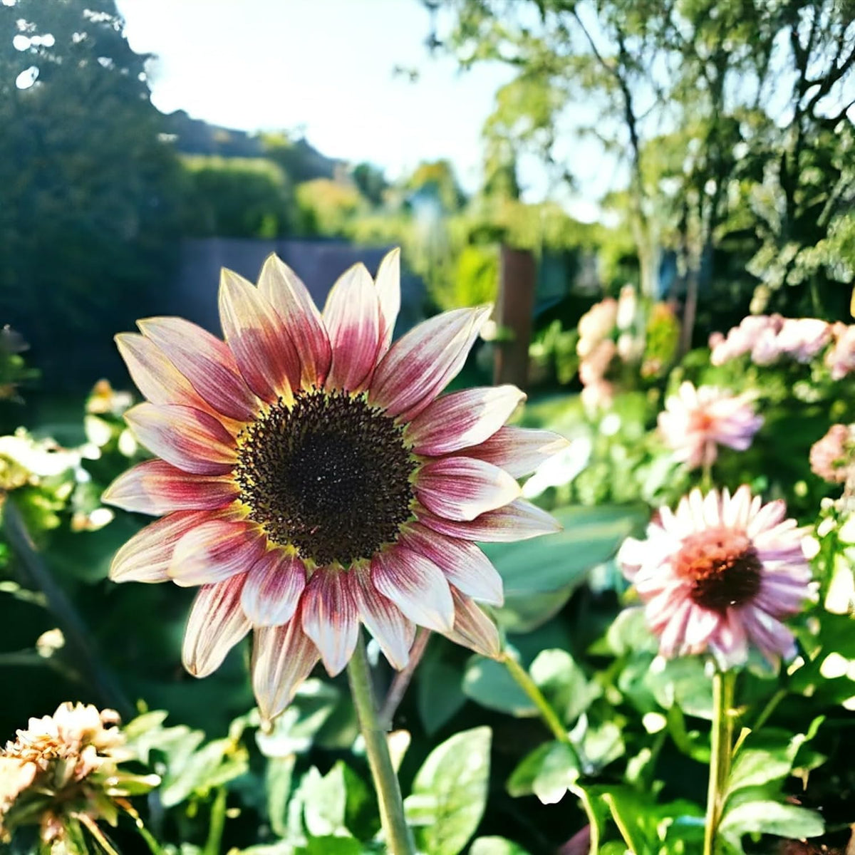 Seeds Of Strength butterfly-attracting strawberry-pink sunflowers in a sunny border.