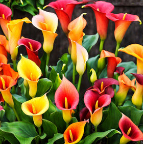 Seeds Of Strength calla lily seeds show garden display with mixed blooms.