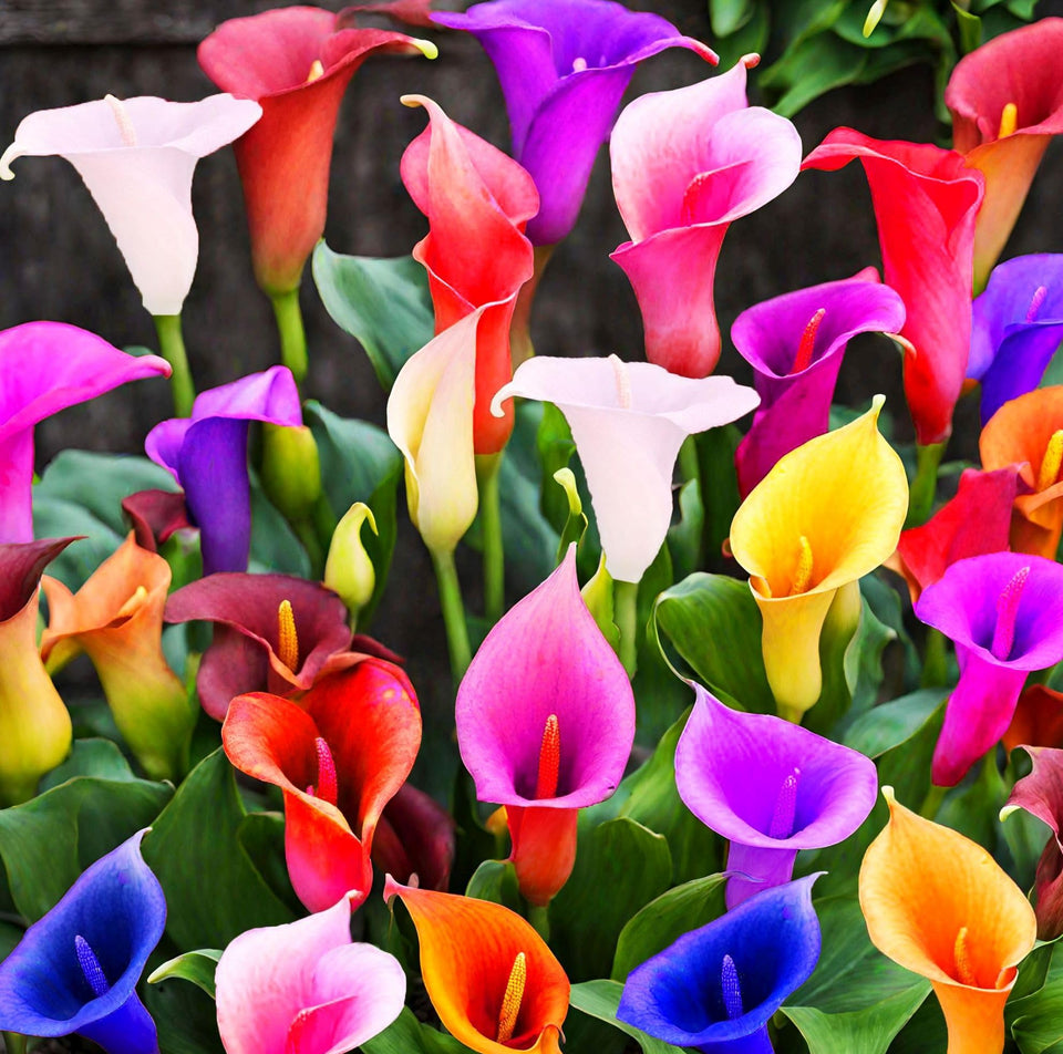 Seeds Of Strength calla lily seeds in a mix color for vibrant garden blooms.