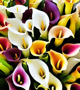Seeds Of Strength calla lily seeds thriving in sunlit garden beds.