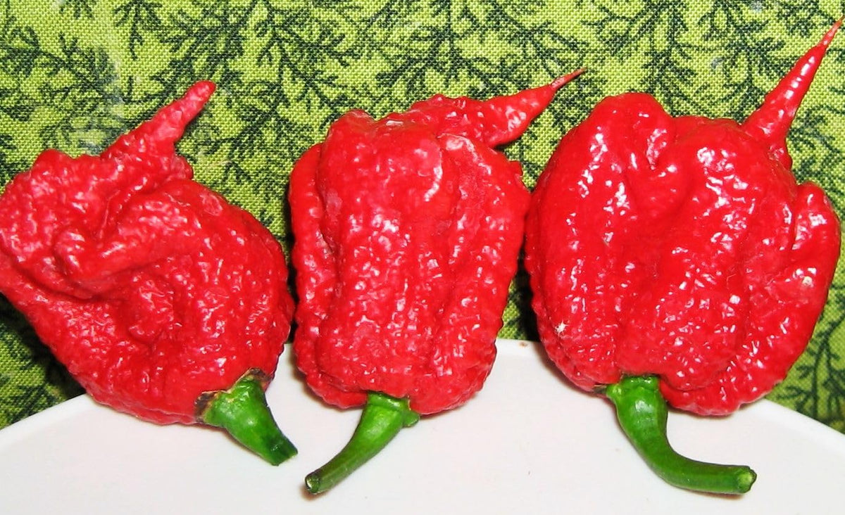 Seeds Of Strength Carolina Reaper color change signaling ripe peppers for harvest.