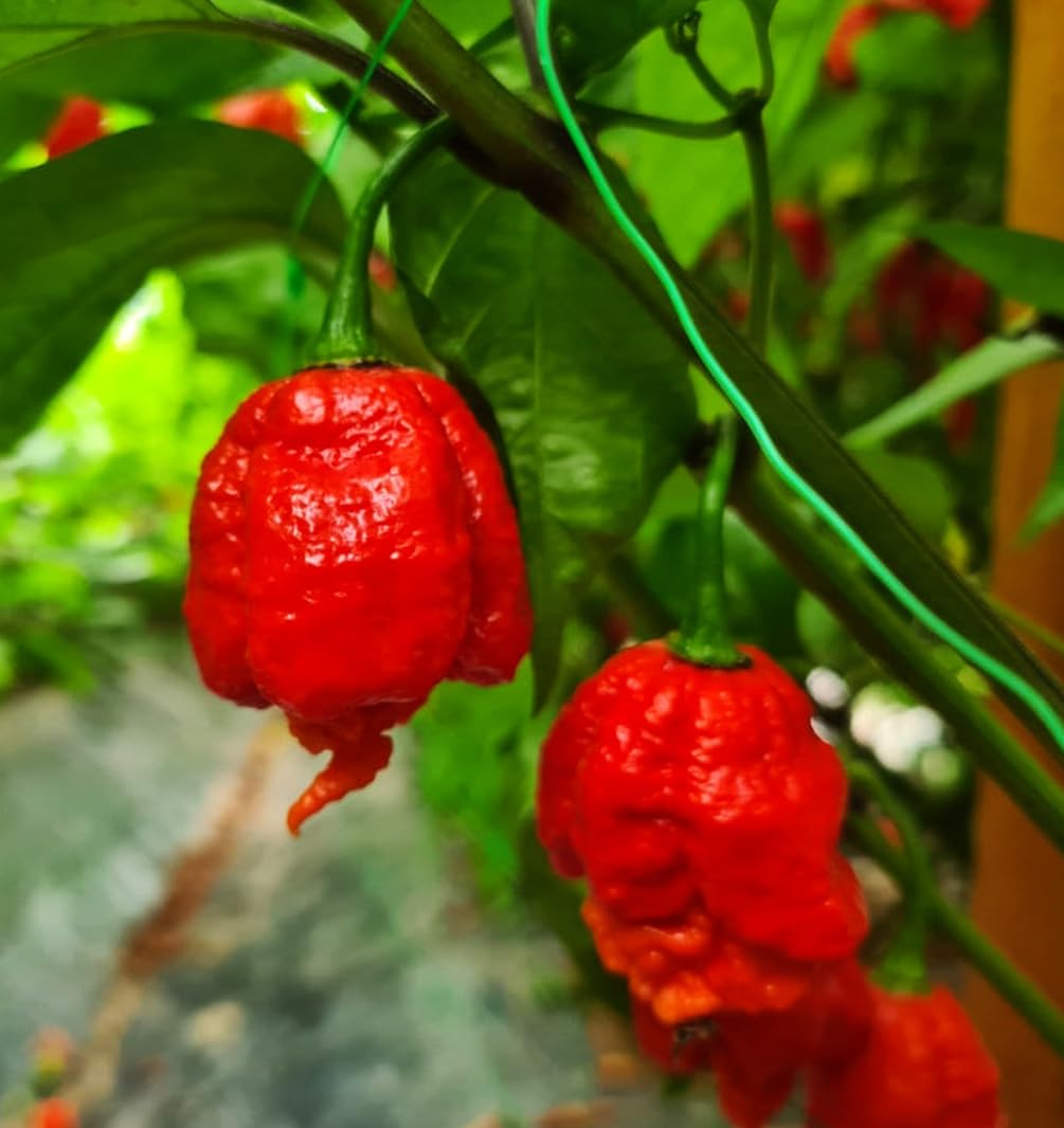 Seeds Of Strength Carolina Reaper germination setup with clear wrap and heat mat.