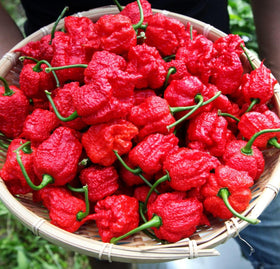 Seeds Of Strength Carolina Reaper harvest-ready peppers on the bush.