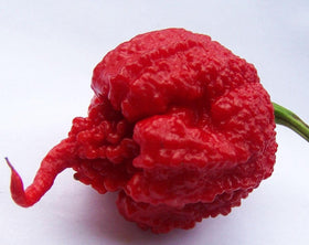 Seeds Of Strength Carolina Reaper peppers turning red and green on the plant.
