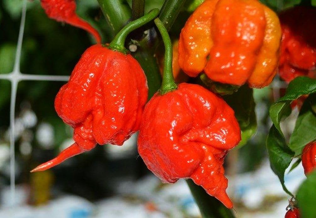 Seeds Of Strength Carolina Reaper seedling growth on a heating mat for warm germination.
