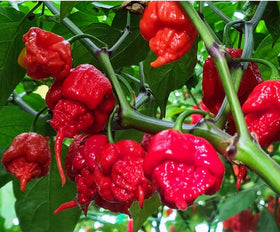 Seeds Of Strength Carolina Reaper seeds pack ready for planting in a sunny garden.