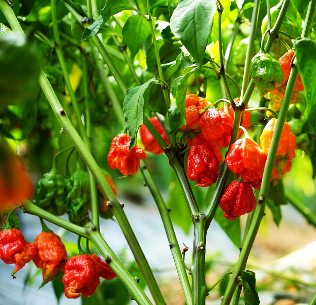 Seeds Of Strength Carolina Reaper spice-packed peppers add heat to meals.