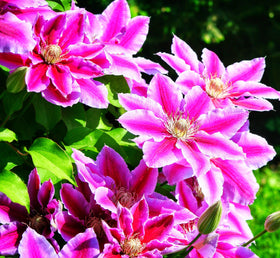 Seeds Of Strength Clematis seeds 50 pcs, purple red pink mix, ideal for outdoor vines.