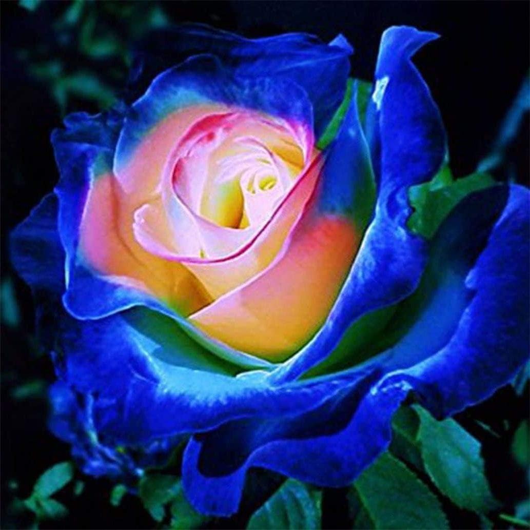 Seeds Of Strength climbing-rose seeds for container planting and vibrant blooms.