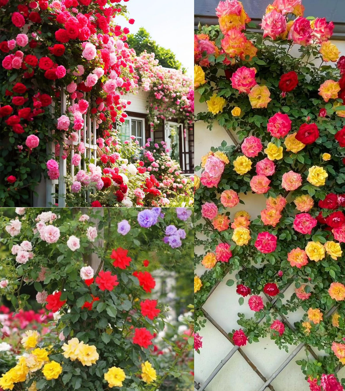 Seeds Of Strength climbing rose seeds pack ready for outdoor planting to create a vibrant border