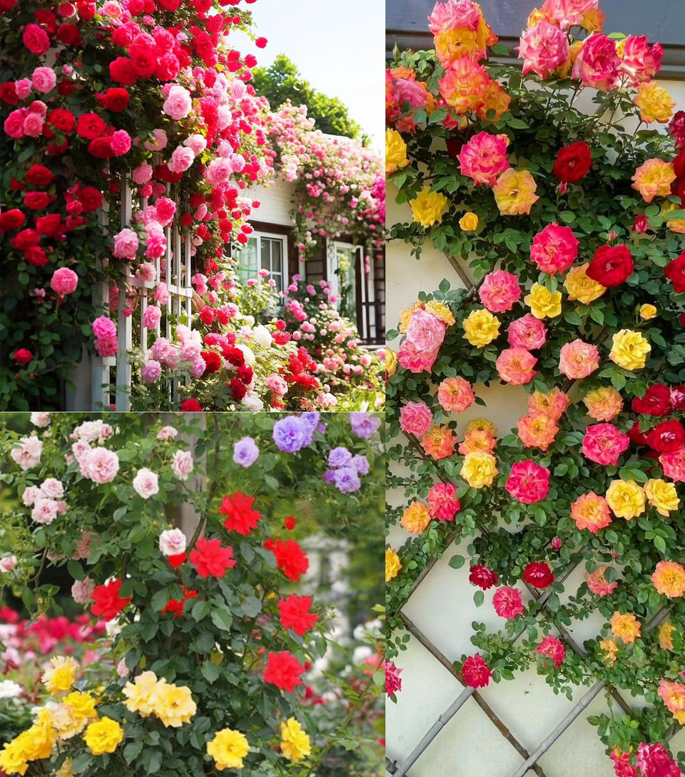 Seeds Of Strength climbing rose seeds pack ready for outdoor planting to create a vibrant border