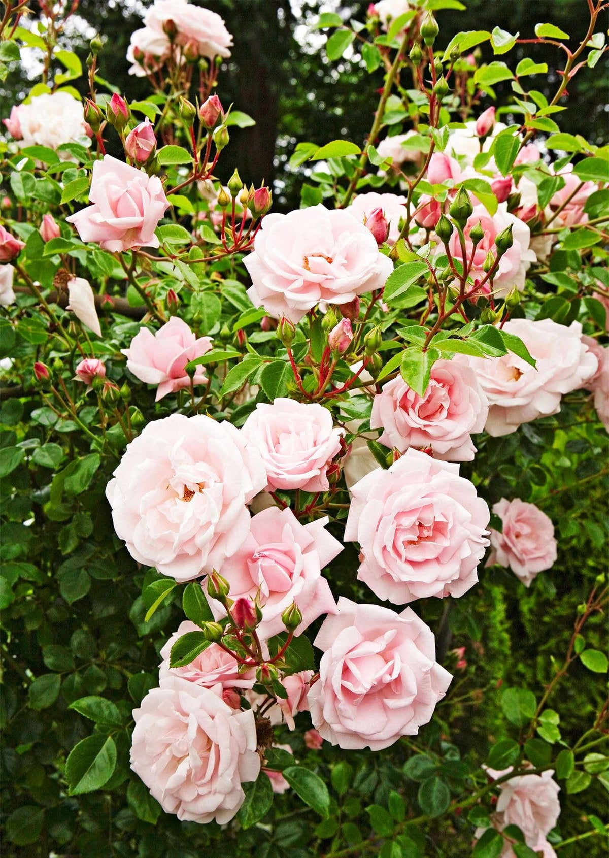 Seeds Of Strength climbing rose vine reaching 8-12 feet in garden
