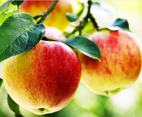Cold hardy Honey Crisp seeds endure zones 3 to 8 under cold winters.