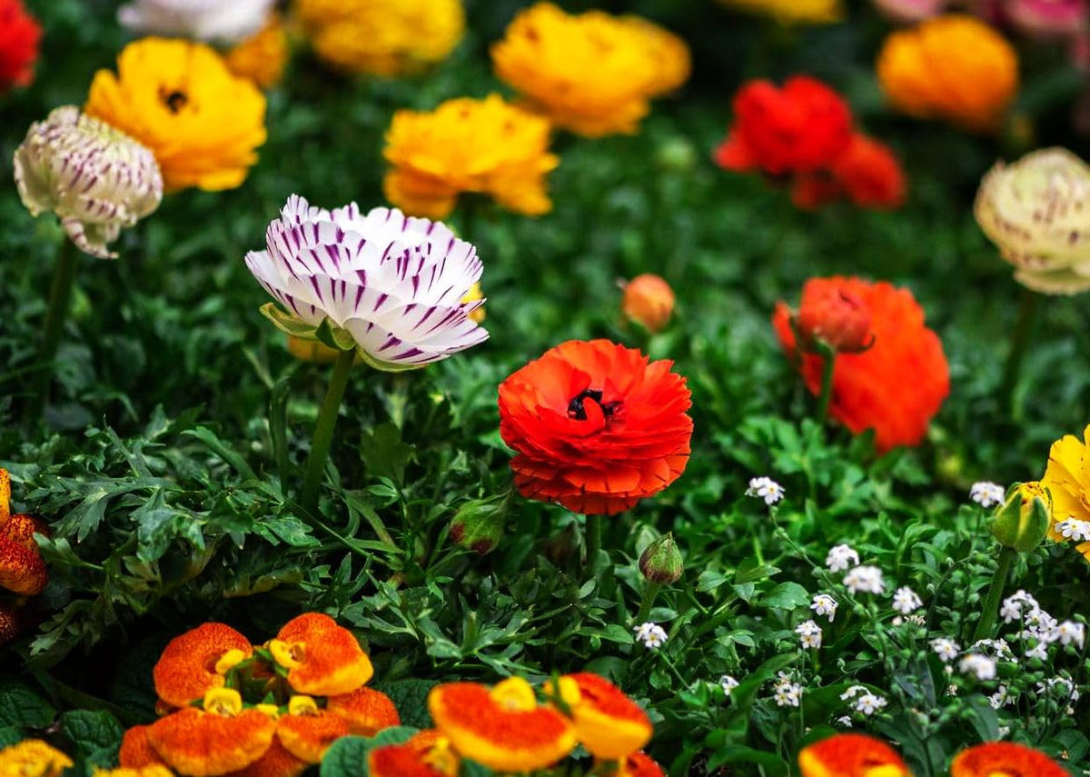 Seeds Of Strength rainbow ranunculus add vibrant bouquet color