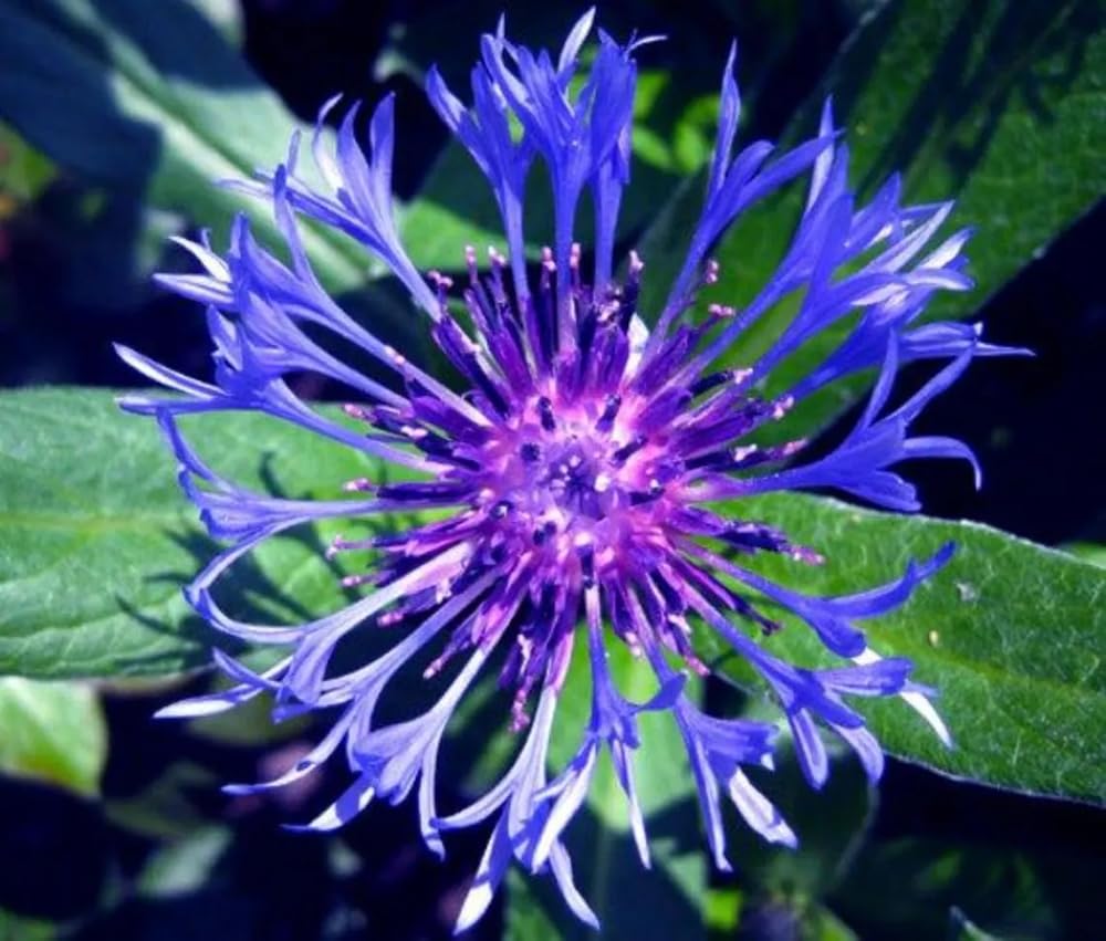 Seeds Of Strength cornflower cut-flower ideas for fresh arrangements