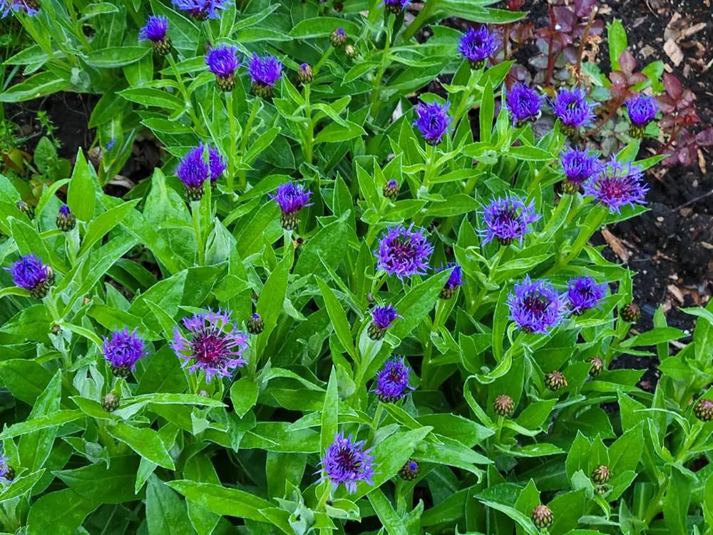 Seeds Of Strength cornflower dried-flower craft for long-lasting decor