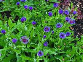 Seeds Of Strength cornflower dried-flower craft for long-lasting decor