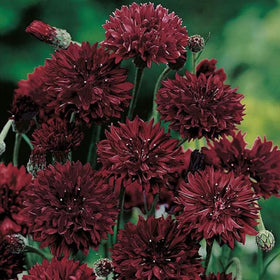 Seeds Of Strength cornflower sunlit cluster perfect for bouquets